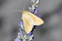 Mythimna pallens