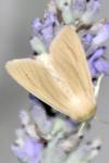 Mythimna pallens