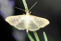 Patania ruralis