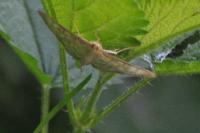 Patania ruralis