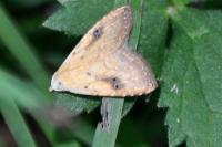 Rivula sericealis