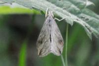 Evergestis forficalis