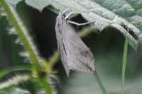Evergestis forficalis