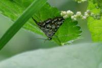 Elophila nymphaeata
