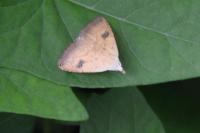 Rivula sericealis