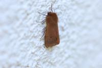 Phragmatobia fuliginosa