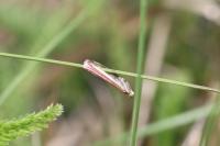Oncocera semirubella