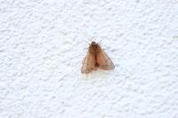 Phragmatobia fuliginosa