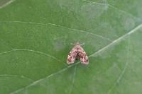 Anthophila fabriciana