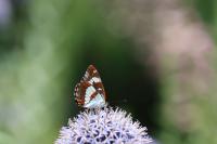 Limenitis reducta