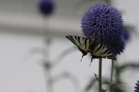 Iphiclides podalirius