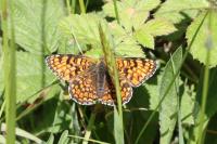 Melitaea phoebe