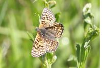 Melitaea cinxia