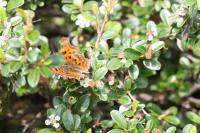 Polygonia c-album