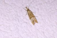 Chrysocrambus linetella