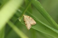 Aleimma loeflingiana