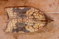 Acleris rhombana