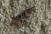 Eudonia angustea