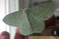 Hemistola chrysoprasaria