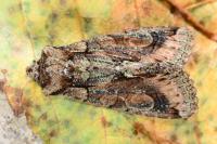 Allophyes oxyacanthae