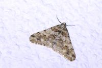 Agriopis leucophaearia