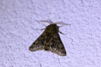 Apocheima hispidaria