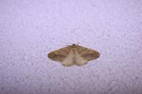 Phigaliohybernia marginaria