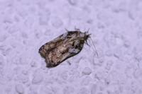 Acleris cristana