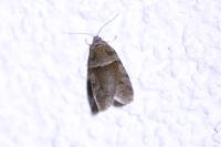 Tortricodes alternella