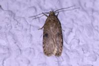 Agonopterix propinquella