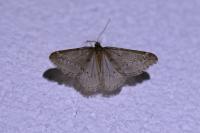 Alsophila aescularia