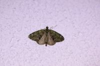 Chloroclysta siterata