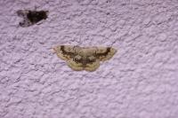 Cyclophora annularia