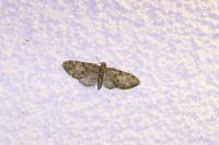 Eupithecia abbreviata
