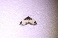 Mesoleuca albicillata