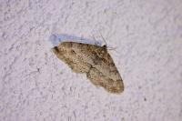 Paradarisa consonaria