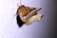 Selenia tetralunaria