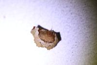 Selenia tetralunaria