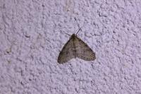 Trichopteryx carpinata