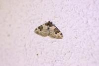 Xanthorhoe fluctuata