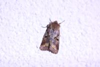 Orthosia gothica