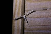 Emmelina monodactyla