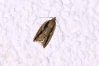 Acleris umbrana