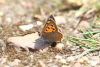 Lycaena phlaeas