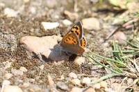 Lycaena phlaeas