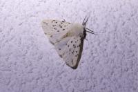 Spilosoma lubricipeda