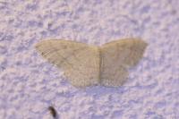 Scopula floslactata