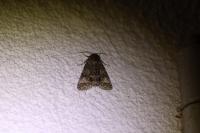 Acronicta megacephala