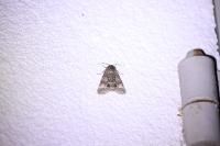 Acronicta megacephala