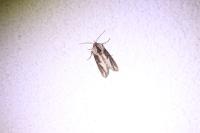 Egira conspicillaris